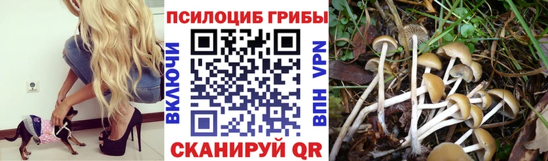Купить где  Купино  Псилоцибиновые грибы Psilocybe 